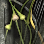 Weave - photographic collage from multiple scans of original objects