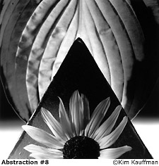 B&W abstract photo of flower, form and leaf titled Abstraction #8
