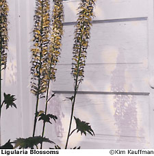 Fine art photograph:  b&w hand colored silver print titled Ligularia Blossoms