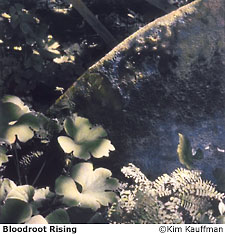 Kim Kauffman Art Photo:  b&w hand colored silver print titled Bloodroot Rising