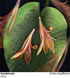 Symbiosis photograph - archival pigment print made from multiple scans of original objects - scanography from Florilegium series by Kim Kauffman