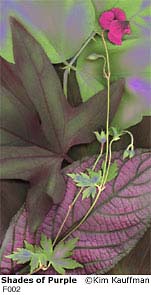 Fine Art photograph Shades of Purple from the Florilegium series by Kim Kauffman Photo collage with multiple scans of original 3d objects scanography.
