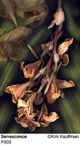 Fine Art photograph Senescence from the Florilegium series by Kim Kauffman Photo collage with multiple scans of original 3d objects scanography.