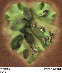 Fine Art photograph Whimsy from the Florilegium series by Kim Kauffman Photo collage with multiple scans of original 3d objects scanography.