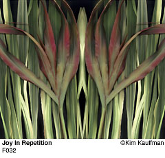 Fine Art photograph Dream of Monarchs from the Florilegium series by Kim Kauffman Photo collage with multiple scans of original 3d objects scanography.