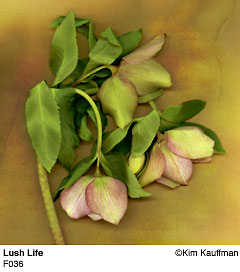 Fine Art photograph Lush Life from the Florilegium series by Kim Kauffman Photo collage with multiple scans of original 3d objects scanography.