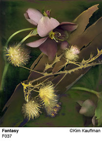 Fine Art photograph Fantasy from the Florilegium series by Kim Kauffman Photo collage with multiple scans of original 3d objects scanography.