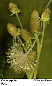 Fine Art photograph Counterpoint from the Florilegium series by Kim Kauffman Photo collage with multiple scans of original 3d objects scanography.