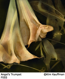 Fine Art photograph Angels Trumpet from the Florilegium series by Kim Kauffman Photo collage with multiple scans of original 3d objects scanography.