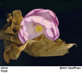 Fine Art photograph Dream of Monarchs from the Florilegium series by Kim Kauffman Photo collage with multiple scans of original 3d objects scanography.