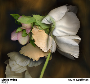 Fine Art photograph Little Wing from the Florilegium series by Kim Kauffman Photo collage with multiple scans of original 3d objects scanography.
