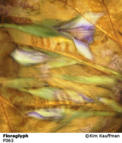 Fine Art photograph Floraglyph from the Florilegium series by Kim Kauffman Photo collage with multiple scans of original 3d objects scanography.