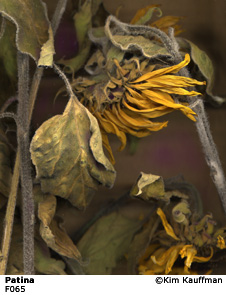 Fine Art photograph Patina from the Florilegium series by Kim Kauffman Photo collage with multiple scans of original 3d objects scanography.