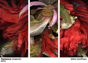 Fine Art photograph Dream of Monarchs from the Florilegium series by Kim Kauffman Photo collage with multiple scans of original 3d objects scanography.