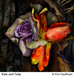 Kale and Tulip photograph by photographer Kim Kauffman
