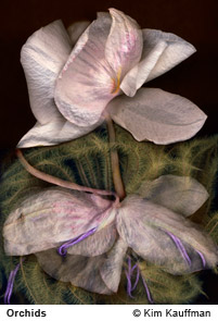 Orchidsphotograph by photographer Kim Kauffman
