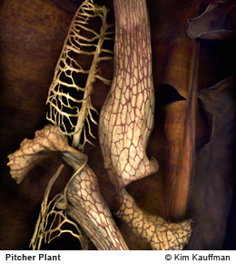 Pitcher plant photograph by photographer Kim Kauffman