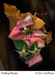 Clematis and Magnolia Leaves by Kim Kauffman from the Florilegium series