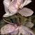 Orchids photograph by photographer Kim Kauffman