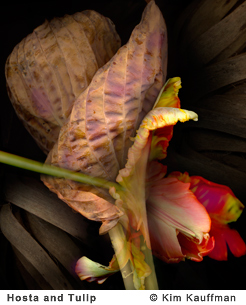 Fine Art photograph Dream of Monarchs from the Florilegium series by Kim Kauffman Photo collage with multiple scans of original 3d objects scanography.