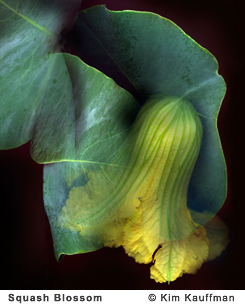 Fine Art photograph Squash Blossom from the Florilegium series by Kim Kauffman Photo collage with multiple scans of original 3d objects scanography.
