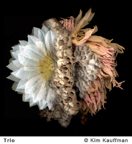 Fine Art photograph Trio from the Florilegium series by Kim Kauffman Photo collage with multiple scans of original 3d objects scanography.