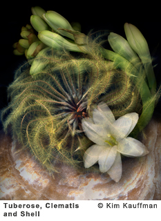 Fine Art photograph Tuberose Clematis and Shell from the Florilegium series by Kim Kauffman Photo collage with multiple scans of original 3d objects scanography.