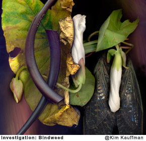 Investigation-Bindweed photographic collage made with multiple scans from original objects by photographer Kim Kauffman