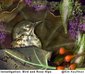Investigations_Bird_and_Rose_Hips photographic collage from scans of orginal objects by photographer Kim Kauffman