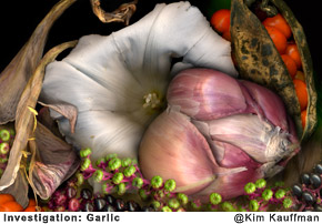Investigation-Garlic photographic collage made with multiple scans from original objects by photographer Kim Kauffman