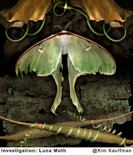 Investigations: Luna Moth photographic collage from multiple scans of original objects by Kim Kauffman