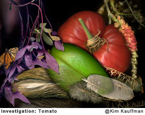 Investigation-Tomato photo collage made from multiple scans of original objects by Kim Kauffman