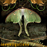 Investigations: Luna Moth photograph collage from multiple scans of original objects by Kim Kauffman