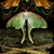 Investigations: Luna Moth photograph by Kim Kauffman