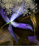 Blue Clematis Florilegium photogrphic series