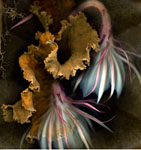 Night blooming Cerus from photographer Kim Kauffman's Florilegium series